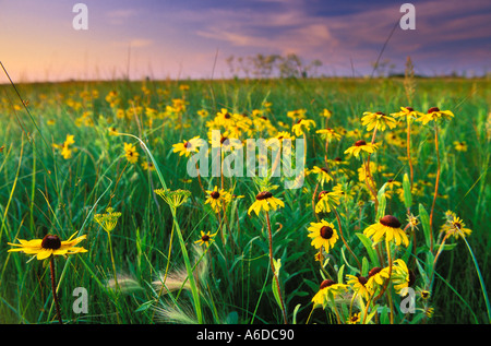 Fleurs des prairies sauvages au Minnesota Banque D'Images