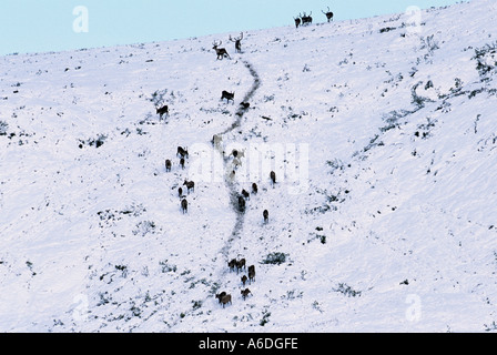 La migration des caribous en Alaska de Brooks en août après une tempête de neige précoce Banque D'Images