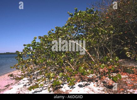 RF 24408 Coccolobis uvifera seagrape tree Banque D'Images