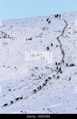 La migration des caribous en Alaska de Brooks en août après une tempête de neige précoce Banque D'Images