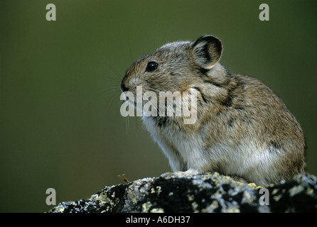 Le parc national de Denali en Alaska Pika Collier assis sur la roche. Dans la même famille d'animaux comme les lapins et lièvres Banque D'Images