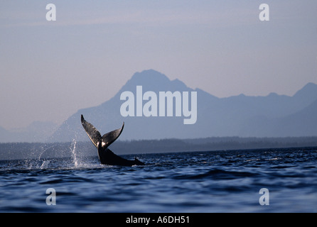 Alaska Southeast Humpback Whale tail slapping près de Glacier Bay National Park Banque D'Images