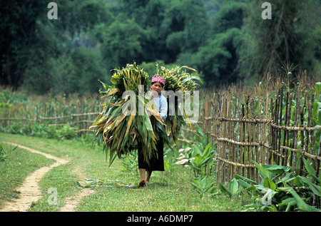 La réserve naturelle du GIA, Ha Giang, Vietnam Banque D'Images