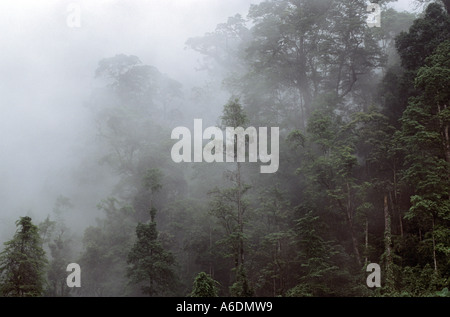 Calcaire karstique de la réserve naturelle de la forêt du Gia Vietnam Ha Giang Province Banque D'Images