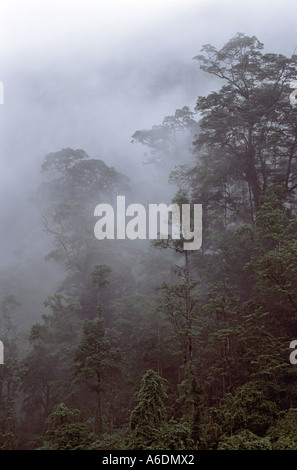 Calcaire karstique de la réserve naturelle de la forêt du Gia Vietnam Ha Giang Province Banque D'Images