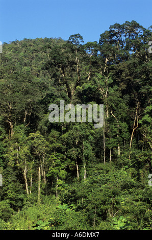 Calcaire karstique de la réserve naturelle de la forêt du Gia Vietnam Ha Giang Province Banque D'Images