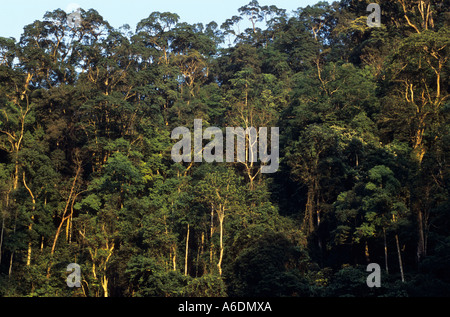 Calcaire karstique de la réserve naturelle de la forêt du Gia Vietnam Ha Giang Province Banque D'Images