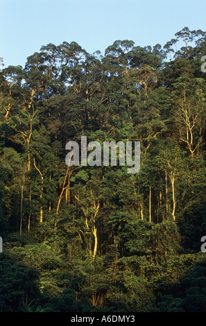 Calcaire karstique de la réserve naturelle de la forêt du Gia Vietnam Ha Giang Province Banque D'Images