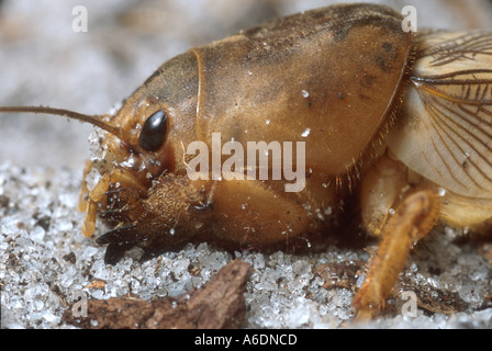 Le nord de Courtilière Gryllotalpa hexadactyla insectes fouisseurs bugs Banque D'Images