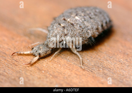 Antlion Famille Myrmeleontidae insectes larve doodlebugs étrange bugs inhabituels Banque D'Images