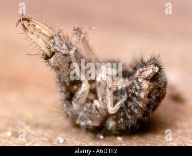 Antlion larve sur son dos Famille Myrmeleontidae doodlebugs étranges insectes bugs inhabituels dessous Banque D'Images