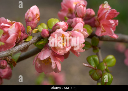 West Sussex, Angleterre, Royaume-Uni. Rose pâle cherry blossom sur Prunus Kiku Shidare Zakura. Également connu sous le nom de Cheals des pleurs Banque D'Images