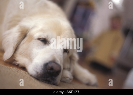 Un golden retriever ayant une sieste. Banque D'Images