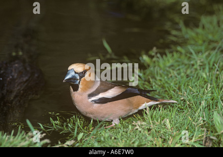 Hawfinch Coccothraustes coccothraustes buvant de flaques d'eau des bois Banque D'Images