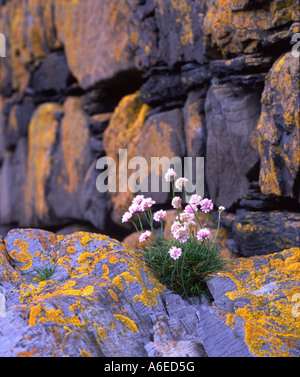 De plus en plus d'épargne sous un mur du port, Easdale, Argyll/ Banque D'Images