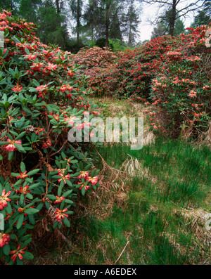 Grove de rhododendrons dans les bois au National Trust for Scotland jardin Crarae Banque D'Images