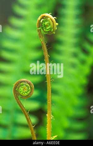 Western sword Fern Polystichum munitum déploiement de frondes Olympic National Park Washington Banque D'Images