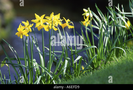 Les jonquilles naturalisées en grande rocaille Banque D'Images