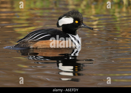 Closeup portrait de harle couronné drake et de réflexion dans le lac Victoria British Columbia Canada Banque D'Images