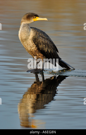 Cormoran à aigrettes Double juvénile sur plank avec reflet dans le lac Victoria, British Columbia Canada Banque D'Images