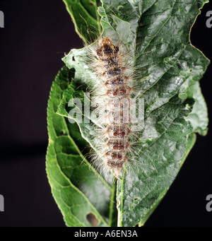 Caterpillar spongieuse Lymantria dispar sur feuille de pommier Banque D'Images