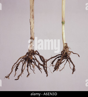 Racines noircies de plante de blé infectée par Take-all Gaeumannomyces graminis Banque D'Images