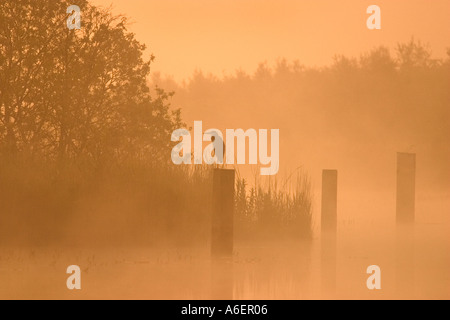 Héron cendré sur Poste dans l'aube la brume au lever du soleil Ardea cinerea Hickling vaste Norfolk UK Banque D'Images