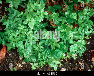 Sol ancien Aegopodium podagraria plantes vivaces comme les mauvaises herbes du jardin et tenace Banque D'Images