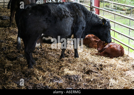 Black Angus cow veillant sur la naissance d'un veau. Étiquette d'oreille jaune. Les bovins de boucherie. Faire de l'intérieur. Ferme dans le pays de Galles. UK. Banque D'Images