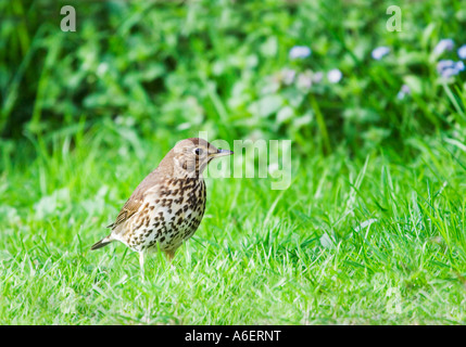 Grive musicienne. Turdus philomelos. La recherche de nourriture dans l'herbe. Jardin anglais. Le sud de l'Angleterre. UK. Banque D'Images