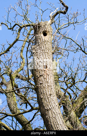 Deux trous de nidification du Pic dans un vieux chêne. UK. Banque D'Images