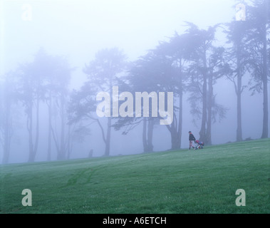 États-unis, Californie, San Francisco, Golf Presidio de Monterey, cyprès, tôt le matin dans le brouillard Banque D'Images