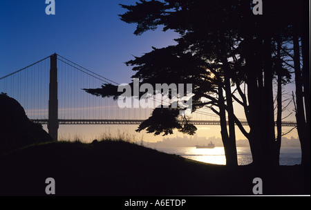 États-unis, Californie, San Francisco, Golden Gate Bridge, Monterey cyprès de Kirby, matin Banque D'Images