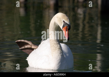 Une piscine sur le lac des cygnes Banque D'Images