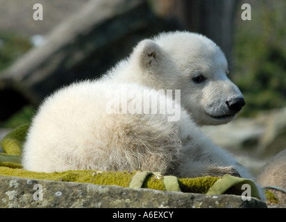 Knut l'ours polaire cub dans le zoo de Berlin Banque D'Images