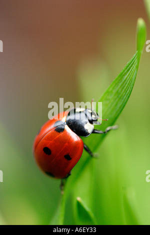 Coccinelle escalade sur le brin d'herbe Banque D'Images