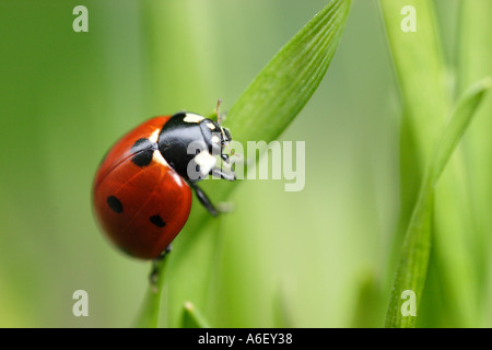 Coccinelle escalade sur le brin d'herbe Banque D'Images