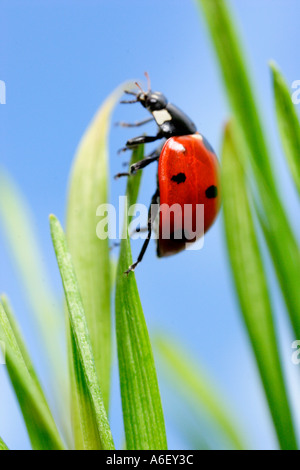 Coccinelle escalade sur le brin d'herbe Banque D'Images