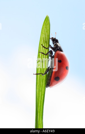 Coccinelle escalade sur le brin d'herbe Banque D'Images