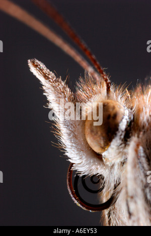 Gros plan extrême de Painted Lady Butterfly Head Banque D'Images