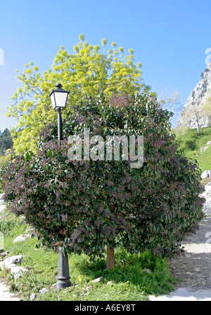 Ligustrum lucidum Andalousie Espagne Grazalema Banque D'Images