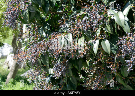 Ligustrum lucidum Andalousie Espagne Grazalema Banque D'Images