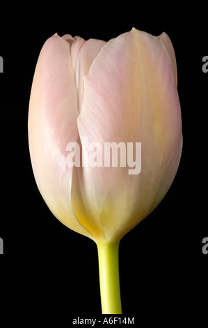 Blush Pink Tulip Flower Close Up Banque D'Images