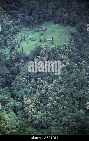 Petit village en forêt dense, sur les montagnes entre Darjeeling et Kalimpong, West Bengal, India Banque D'Images