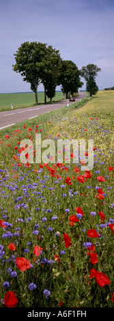 Coquelicots FLEURS DE MAÏS ET D'ORGE DANS CÔTÉ ROUTE CHAMP AVEC VOITURE ET CAMPING-CAR SUR ROAD CENTRAL FRANCE EUROPE Banque D'Images