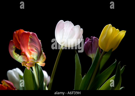 Tulipa Gesneriana Banque D'Images