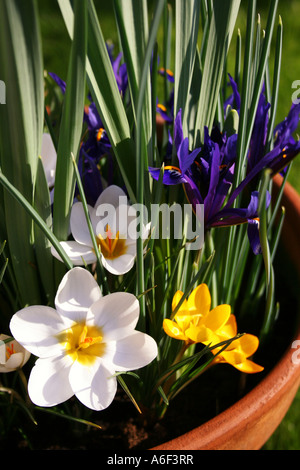 POT DE PRINTEMPS AVEC CROCUS ET IRIS RETICULATA NAIN Banque D'Images