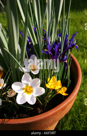 POT DE PRINTEMPS AVEC CROCUS ET IRIS RETICULATA NAIN Banque D'Images