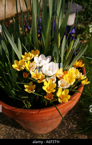 POT DE PRINTEMPS AVEC CROCUS ET IRIS RETICULATA NAIN Banque D'Images