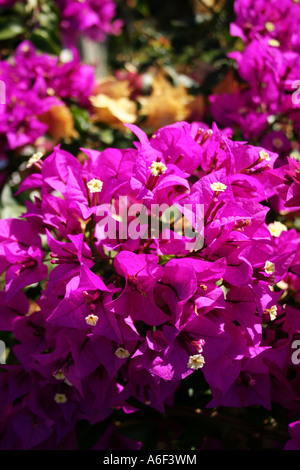 L'HORTICULTURE. BOUGAINVILLEA GLABRA. VARIEGATA. NYCTAGINACEAE. Banque D'Images